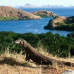 Komodo Dragon Tour