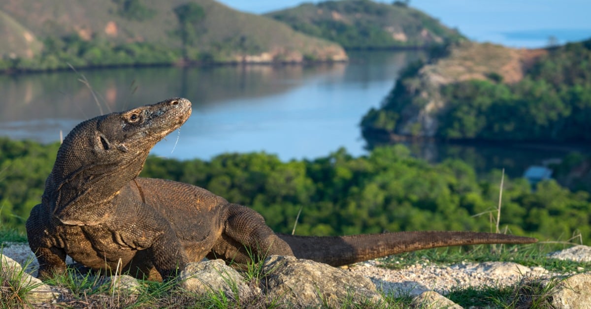 Komodo Dragon Encounter
